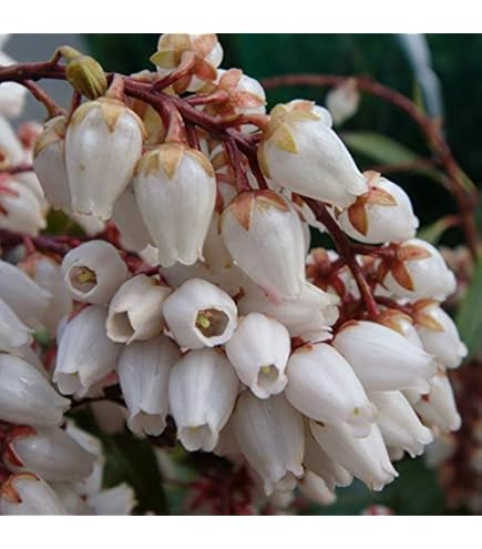 Amazon | アセビ H700～900mm | 植木